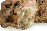 Triassic-Age Petrified Wood Log - Madagascar #379250-2